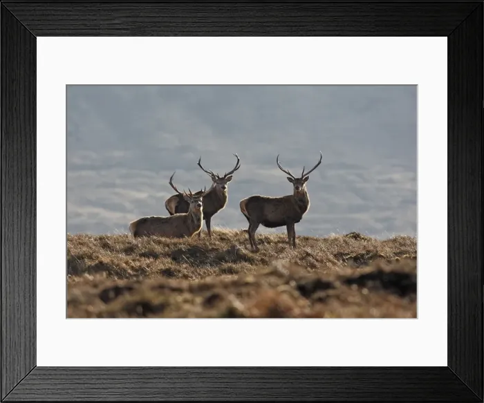 Framed Print : Red Deer - male. Scottish Moor - Aviemore - Scotland Framed Print : Red Deer - male. Scottish Moor - Aviemore - Scotland