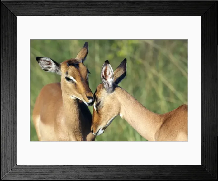 Framed Print : Impala - pair involved in social grooming - Kruger National Park - South Africa Framed Print : Impala - pair involved in social grooming - Kruger National Park - South Africa