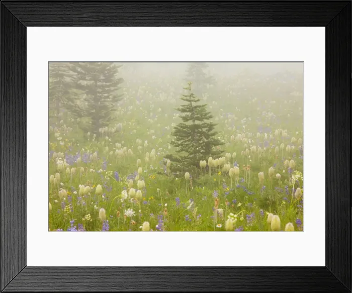 Framed Print : Spectacular summer alpine flowers including the seed heads of Western Pasque Flowers ( Old Man of the Mountain ) Anemone occidentalis, in the mist on Naches Peak, Mount Rainier National Park, Washington, USA, North America Framed Print : Spectacular summer alpine flowers including the seed heads of Western Pasque Flowers ( Old Man of the Mountain ) Anemone occidentalis, in the mist on Naches Peak, Mount Rainier National Park, Washington, USA, North America
