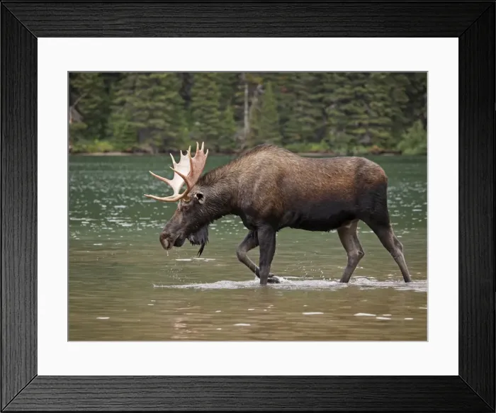 Framed Print : Moose - male in water - Waterton Lakes National Park - Canada Framed Print : Moose - male in water - Waterton Lakes National Park - Canada