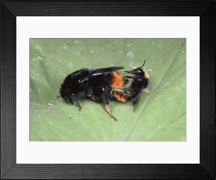 Framed Print : Bumblebees - mating pair, UK Framed Print : Bumblebees - mating pair, UK