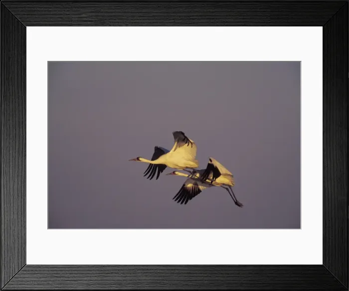 Framed Print : Whooping Cranes TOM 592 Flying back to roosting area in evening - Texas. Winter. Grus americana © Tom & Pat Leeson / ardea. com Framed Print : Whooping Cranes TOM 592 Flying back to roosting area in evening - Texas. Winter. Grus americana © Tom & Pat Leeson / ardea. com
