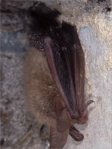 Bechstein's Bat - hibernation at cave - the Ardennes - Belgium
