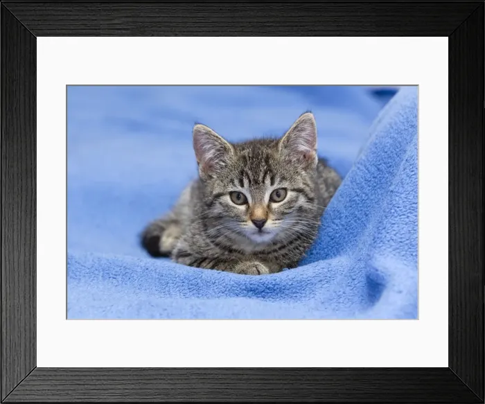 Framed Print : Cat - kitten resting on blanket - Lower Saxony - Germany Framed Print : Cat - kitten resting on blanket - Lower Saxony - Germany