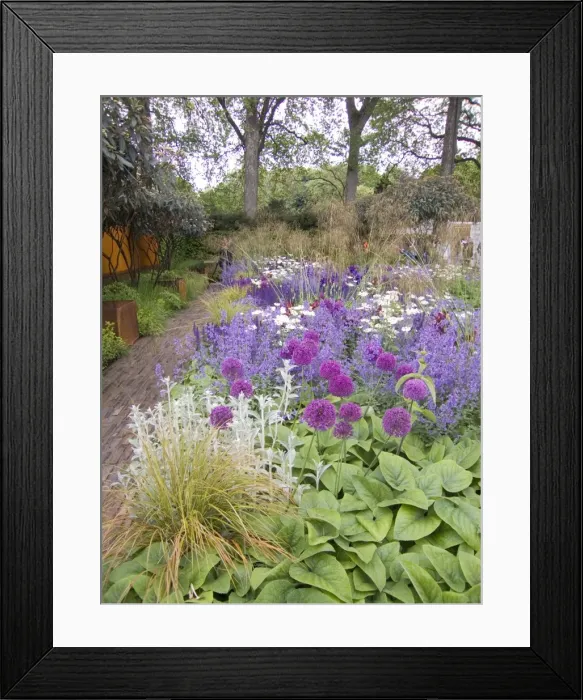 Framed Print : Chelsea Flower Show 2006 - Show garden with alliums Framed Print : Chelsea Flower Show 2006 - Show garden with alliums