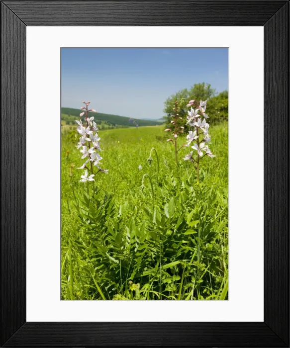 Framed Print : Burning Bush - in grassland - Romania