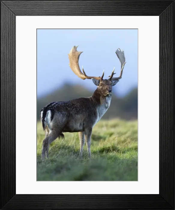 Framed Print : Fallow Deer - buck standing alert - during the rut - Seeland - Denmark Framed Print : Fallow Deer - buck standing alert - during the rut - Seeland - Denmark