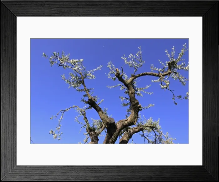 Framed Print : Olive Tree - France Framed Print : Olive Tree - France