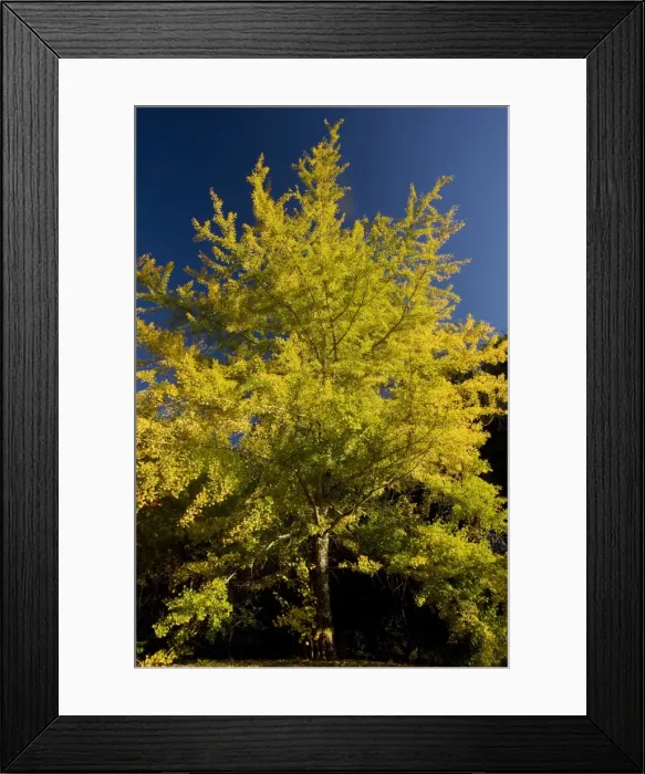 Framed Print : Ginkgo / Maidenhair Tree - in autumn with fall colours - From China Framed Print : Ginkgo / Maidenhair Tree - in autumn with fall colours - From China