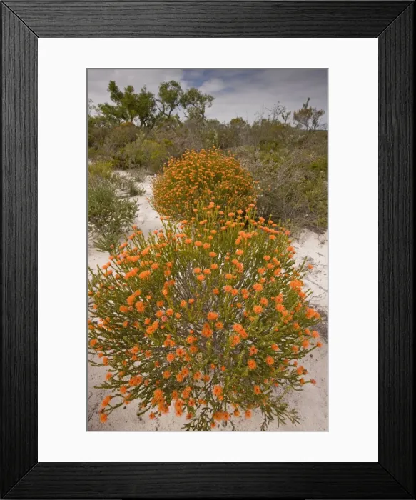 Framed Print : Eremaea brevifolia - growing on sand in Kwongan heath, Alexander Morrison National Park, Western Australia Framed Print : Eremaea brevifolia - growing on sand in Kwongan heath, Alexander Morrison National Park, Western Australia