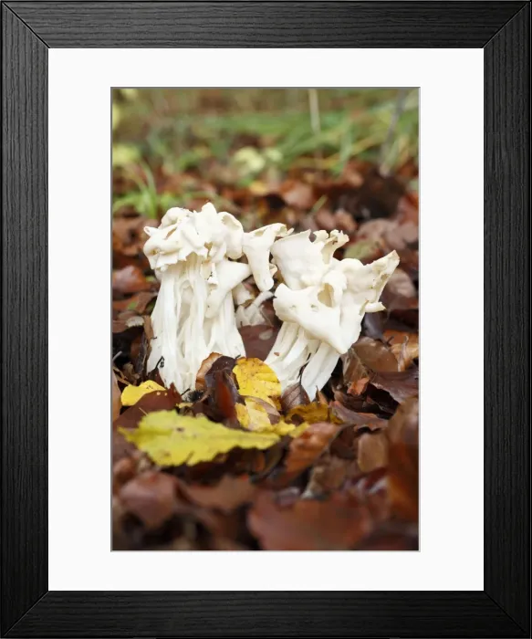 Framed Print : Ceps - decaying fruiting bodies in autumn - Germany Framed Print : Ceps - decaying fruiting bodies in autumn - Germany