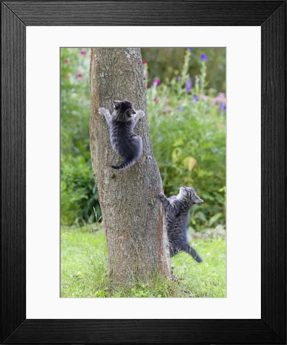 Framed Print : Cat - two kittens playing on tree trunk - Lower Saxony - Germany Framed Print : Cat - two kittens playing on tree trunk - Lower Saxony - Germany