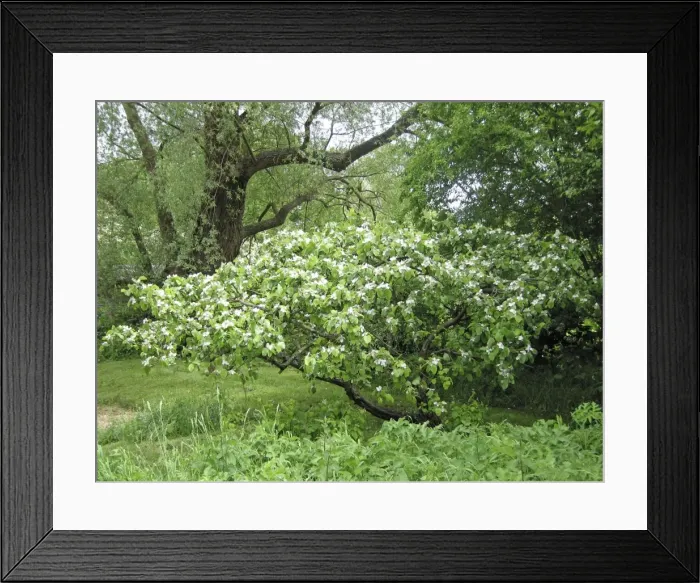 Framed Print : Quince Tree in flower Framed Print : Quince Tree in flower