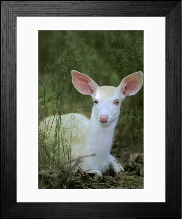 Framed Print : White-tailed Deer TOM 598 Young albino fawn - Michigan. USA Odocoileus virginianus © Tom & Pat Leeson / ardea. com Framed Print : White-tailed Deer TOM 598 Young albino fawn - Michigan. USA Odocoileus virginianus © Tom & Pat Leeson / ardea. com