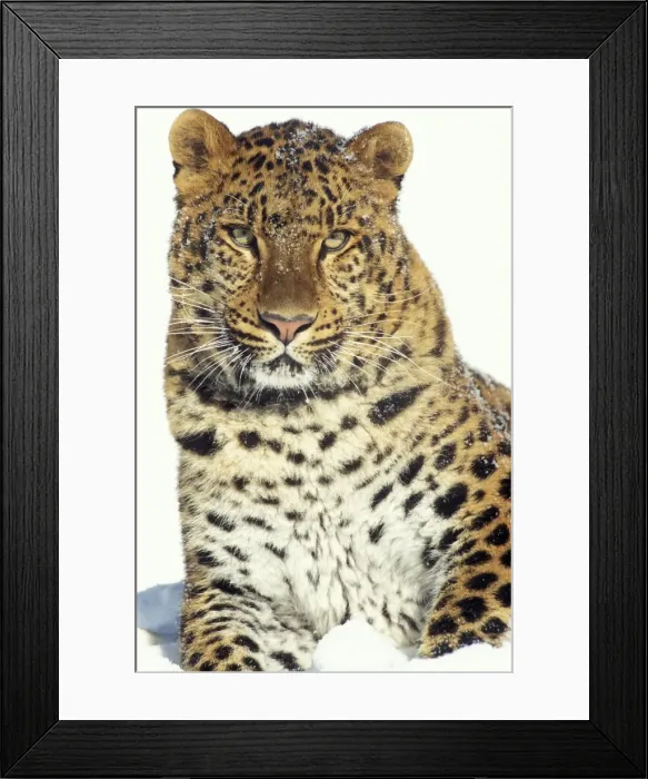 Framed Print : Amur Leopard TOM 235 Endangered Species Panthera pardus orientalis © Tom & Pat Leeson / ardea. com Framed Print : Amur Leopard TOM 235 Endangered Species Panthera pardus orientalis © Tom & Pat Leeson / ardea. com