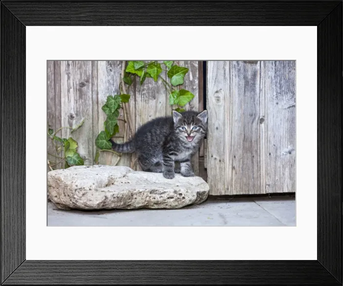 Framed Print : Cat - kitten calling - in front of garden shed - Lower Saxony - Germany Framed Print : Cat - kitten calling - in front of garden shed - Lower Saxony - Germany