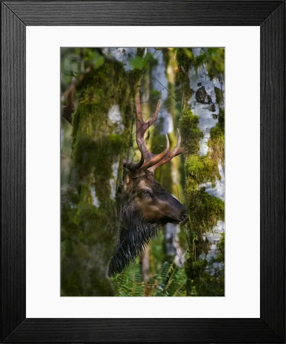 Framed Print : Roosevelt Elk - bull - Autumn - Pacific Northwest - USA _E7B8543 Framed Print : Roosevelt Elk - bull - Autumn - Pacific Northwest - USA _E7B8543