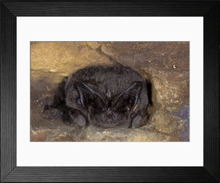 Framed Print : Western Barbastelle Bat - hibernation at cave - NP Bohemian forest - Czech Republic Framed Print : Western Barbastelle Bat - hibernation at cave - NP Bohemian forest - Czech Republic