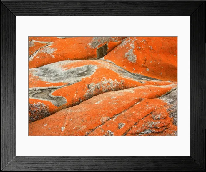 Framed Print : Lichen on rock - brightly orange coloured lichen grow on rocks at Tasmania's eastern coast near St. Helens - Bay of Fires, Tasmania, Australia Framed Print : Lichen on rock - brightly orange coloured lichen grow on rocks at Tasmania's eastern coast near St. Helens - Bay of Fires, Tasmania, Australia