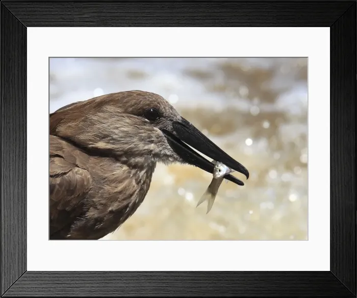 Framed Print : Hammerkop / Hammerkopf / Hammerhead / Hammerhead Stork / Umbrette / Umber Bird / Tufted Umber / Anvilhead - standing in water catching fish - Tanzania Framed Print : Hammerkop / Hammerkopf / Hammerhead / Hammerhead Stork / Umbrette / Umber Bird / Tufted Umber / Anvilhead - standing in water catching fish - Tanzania