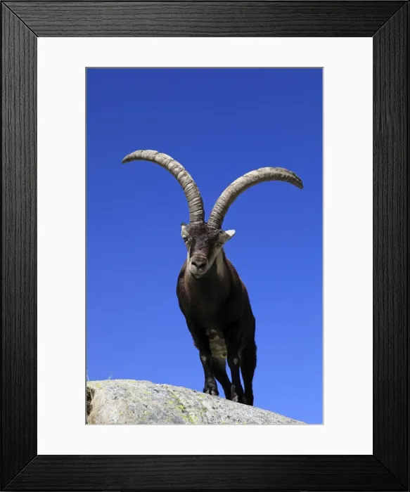 Framed Print : Spanish Ibex - Sierra de Gredos - Spain Framed Print : Spanish Ibex - Sierra de Gredos - Spain