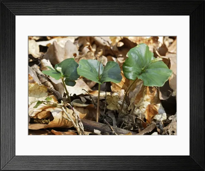 Framed Print : European Beech - seedlings Alsace France Framed Print : European Beech - seedlings Alsace France
