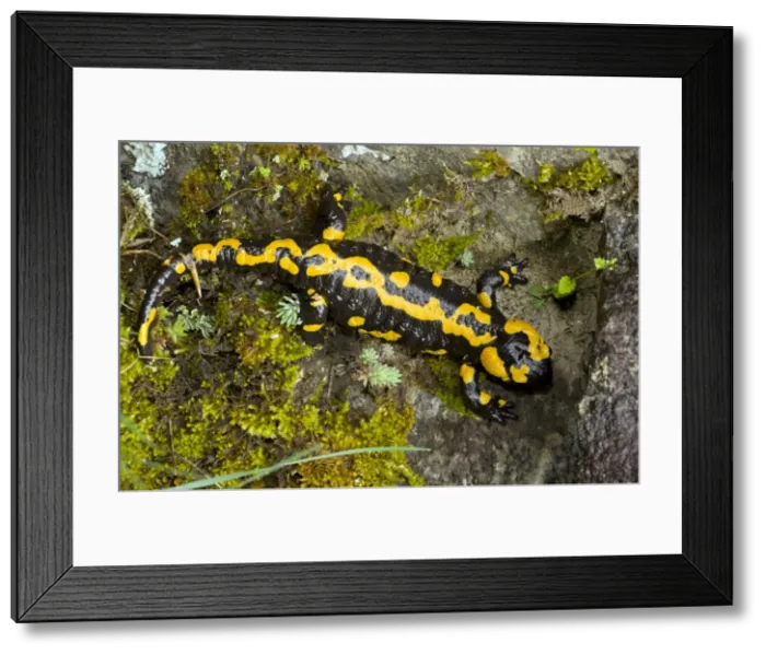 Framed Print : Fire Salamander - old adult - Pirin National Park - Bulgaria Framed Print : Fire Salamander - old adult - Pirin National Park - Bulgaria