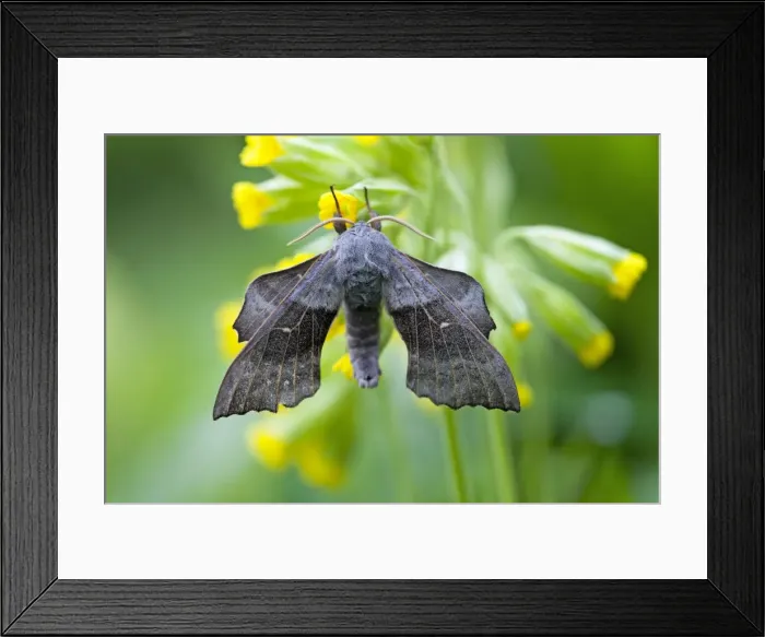 Framed Print : Poplar Hawkmoth - resting on flower in garden - Lower Saxony - Germany Framed Print : Poplar Hawkmoth - resting on flower in garden - Lower Saxony - Germany