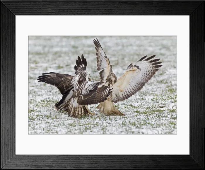 Framed Print : Common Buzzard - three squabbling over food in winter - Lower Saxony - Germany Framed Print : Common Buzzard - three squabbling over food in winter - Lower Saxony - Germany