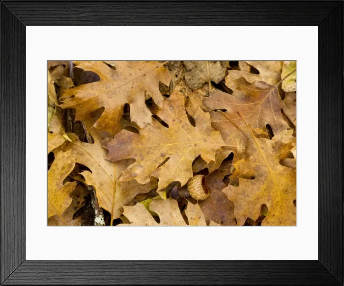 Framed Print : Leaves and Acorn-cups - Black Oak Framed Print : Leaves and Acorn-cups - Black Oak
