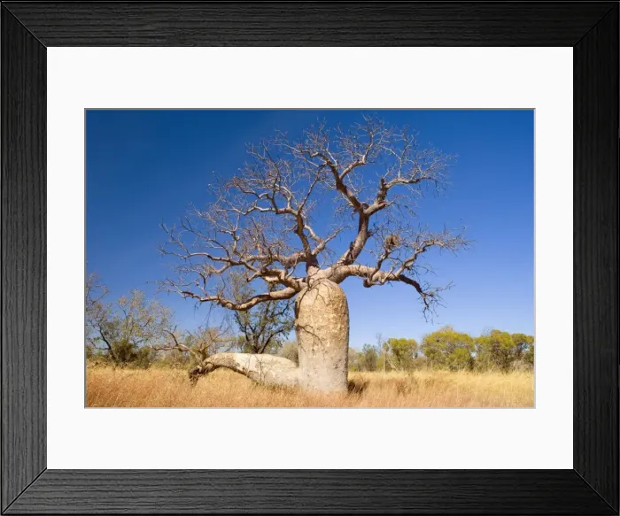 Framed Print : Australian Boab - impressive specimen of the australian boab growing in grassy bushland. This tree is a common sight in the Kimbeley region. It's bizarre shape is especially recognizable when its bare of leaves - Kimberley Region Framed Print : Australian Boab - impressive specimen of the australian boab growing in grassy bushland. This tree is a common sight in the Kimbeley region. It's bizarre shape is especially recognizable when its bare of leaves - Kimberley Region