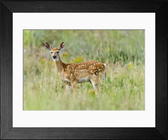 Framed Print : White-tailed Deer - fawn - Summer - Western U. S. _E3D6536 Framed Print : White-tailed Deer - fawn - Summer - Western U. S. _E3D6536