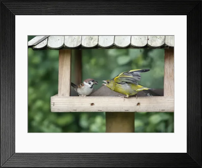 Framed Print : Tree Sparrow and Greenfinch - (Carduelis chloris) - fighting over food at bird feeding station - Lower Saxony - Germany Framed Print : Tree Sparrow and Greenfinch - (Carduelis chloris) - fighting over food at bird feeding station - Lower Saxony - Germany