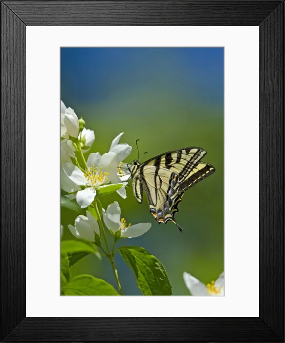 Framed Print : Western Tiger Swallowtail - Pacific Northwest _E7A0667 Framed Print : Western Tiger Swallowtail - Pacific Northwest _E7A0667