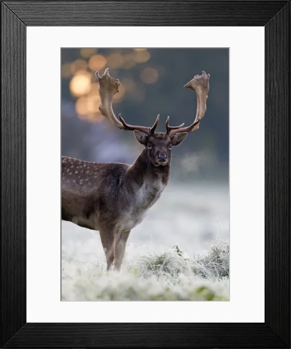 Framed Print : Fallow Deer - buck standing alert - early morning - during the rut - Seeland - Denmark Framed Print : Fallow Deer - buck standing alert - early morning - during the rut - Seeland - Denmark