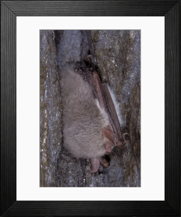 Framed Print : Natterer's Bat - hibernation at cave - the Ardennes - Belgium Framed Print : Natterer's Bat - hibernation at cave - the Ardennes - Belgium