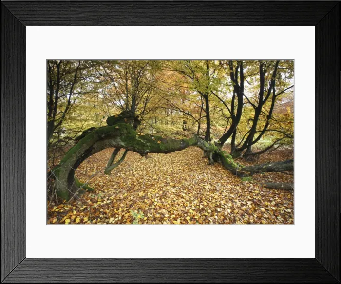 Framed Print : Ancient Beech Tree - in autumn colour, Sababurg National Park, N. Hessen, Germany Framed Print : Ancient Beech Tree - in autumn colour, Sababurg National Park, N. Hessen, Germany