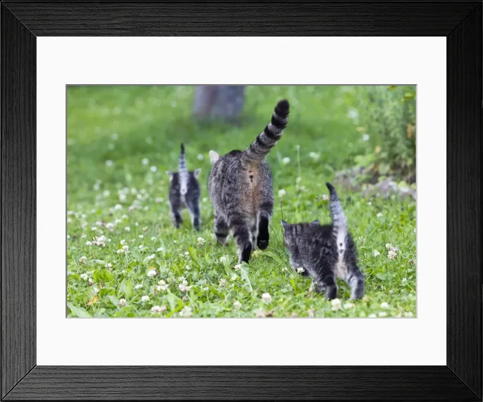Framed Print : Cat - mother with two kittens in garden - rear view - Lower Saxony - Germany Framed Print : Cat - mother with two kittens in garden - rear view - Lower Saxony - Germany