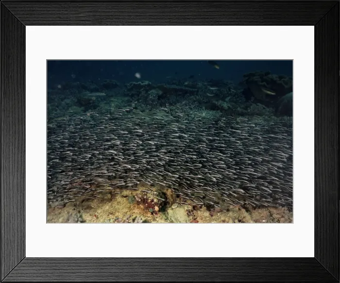 Framed Print : Striped Catfish Framed Print : Striped Catfish
