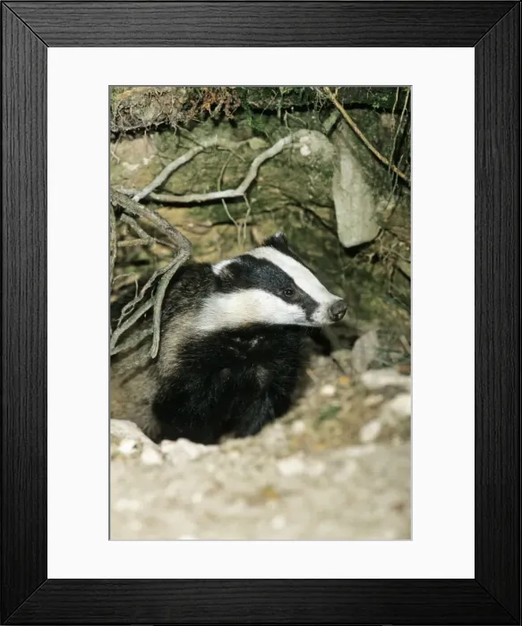 Framed Print : Badger - female or sow at entrance of sett - Lower Saxony - Germany Framed Print : Badger - female or sow at entrance of sett - Lower Saxony - Germany