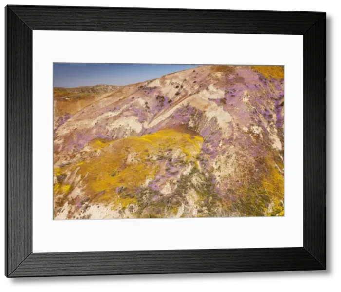 Framed Print : Spectacular masses of spring wildflowers, mainly Hillside Daisy and Phacelia, covering the slopes of The Temblor Range, Carrizo Plain, California Framed Print : Spectacular masses of spring wildflowers, mainly Hillside Daisy and Phacelia, covering the slopes of The Temblor Range, Carrizo Plain, California