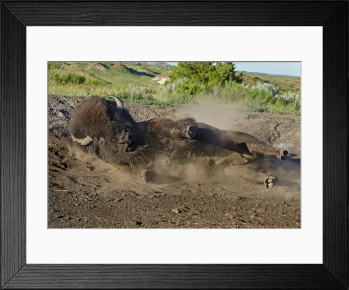Framed Print : American Bison - bull wallowing during summer mating season - North American Great Plains - Theodore Roosevlet National Park - North Dakota - USA (while all bison use dust baths to control irritating insects (biting flies, ticks, etc) Framed Print : American Bison - bull wallowing during summer mating season - North American Great Plains - Theodore Roosevlet National Park - North Dakota - USA (while all bison use dust baths to control irritating insects (biting flies, ticks, etc)