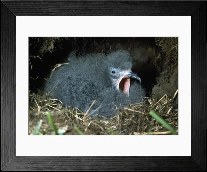 Framed Print : Leach's Petrel - chick Framed Print : Leach's Petrel - chick