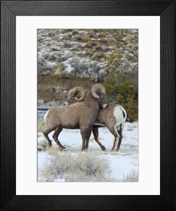 Framed Print : Rocky Mountain Bighorn Sheep - rams shoving and kicking one another in dominance display (this often leads to fighting / head butting) during fall rut - in Autumn snow - Rocky Mountains - Wyoming - USA _E7C2813 Framed Print : Rocky Mountain Bighorn Sheep - rams shoving and kicking one another in dominance display (this often leads to fighting / head butting) during fall rut - in Autumn snow - Rocky Mountains - Wyoming - USA _E7C2813