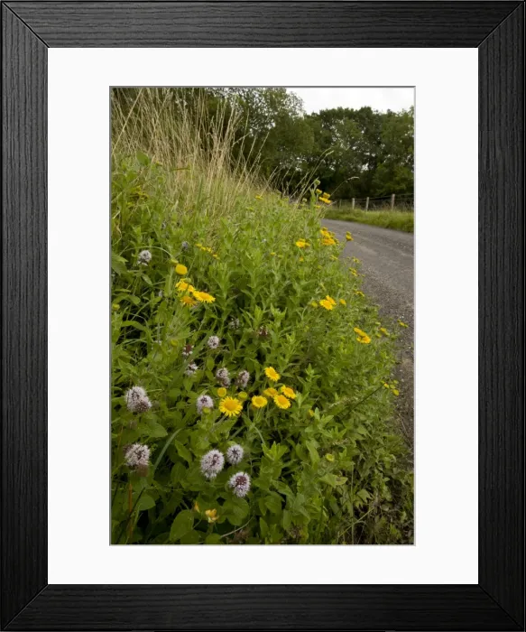 Framed Print : Flowery roadside verge with Water Mint and Fleabane - late summer - near Kingcombe - West Dorset Framed Print : Flowery roadside verge with Water Mint and Fleabane - late summer - near Kingcombe - West Dorset