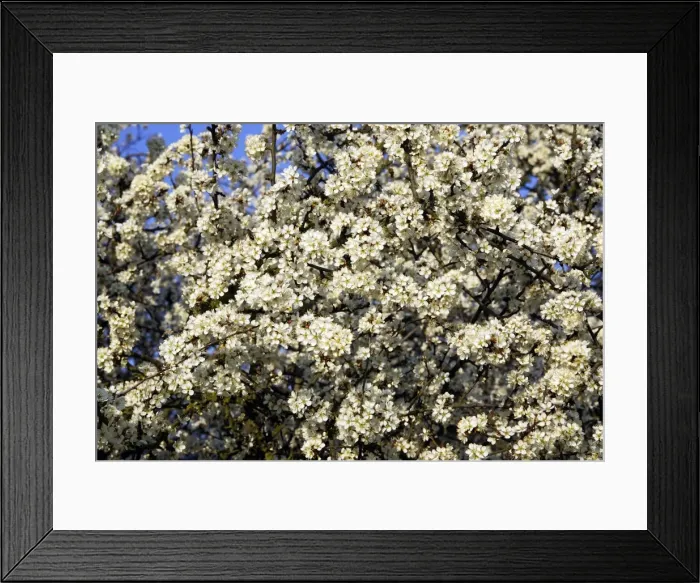 Framed Print : Blackthorn - blossom Alsace France Framed Print : Blackthorn - blossom Alsace France
