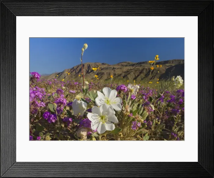 Framed Print : Sand Verbenas dotted with Dune Evening Primrose (Oenothera deltoides), Brown-eyed Evening Primrose (Camissonia claviformis) and Desert Sunflower (Geraea canescens) - Anza Borrego Desert State Park - California - USA Framed Print : Sand Verbenas dotted with Dune Evening Primrose (Oenothera deltoides), Brown-eyed Evening Primrose (Camissonia claviformis) and Desert Sunflower (Geraea canescens) - Anza Borrego Desert State Park - California - USA