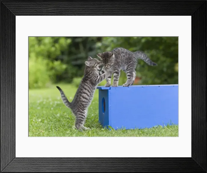 Framed Print : Cat - two kittens playing in garden - Lower Saxony - Germany Framed Print : Cat - two kittens playing in garden - Lower Saxony - Germany