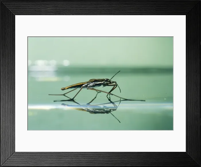 Framed Print : Pond Skater SPH 2691 On water surface, UK. Lacustris © Steve Hopkin / ardea. com Framed Print : Pond Skater SPH 2691 On water surface, UK. Lacustris © Steve Hopkin / ardea. com