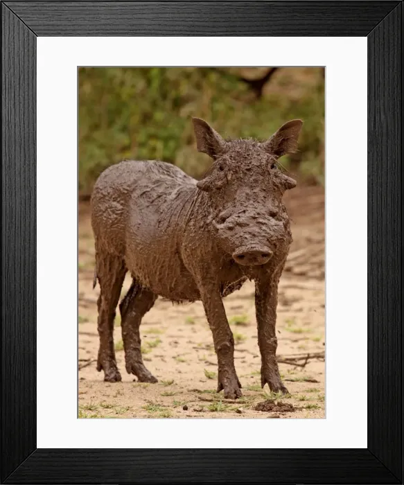 Framed Print : Desert Warthog - in mud - Lake Manyara NP - Tanzania Framed Print : Desert Warthog - in mud - Lake Manyara NP - Tanzania